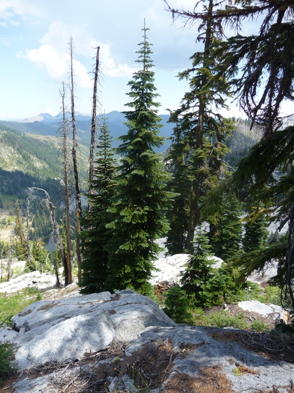 Image of Abies amabilis